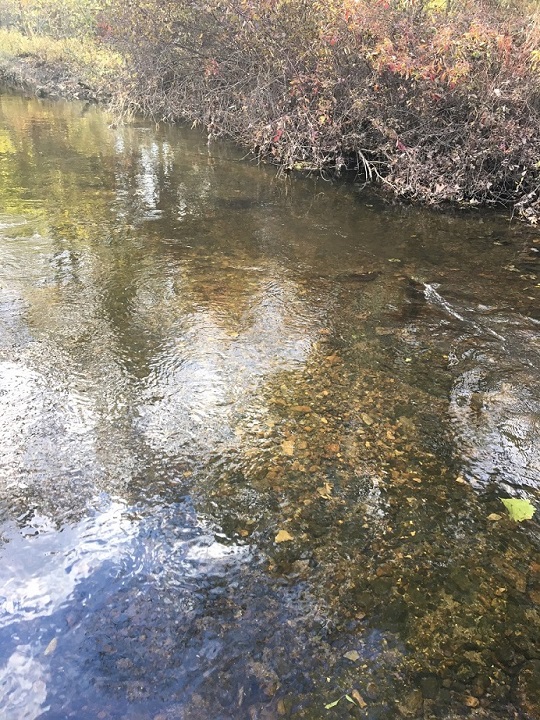 trout redd in SBR resized 1.jpg