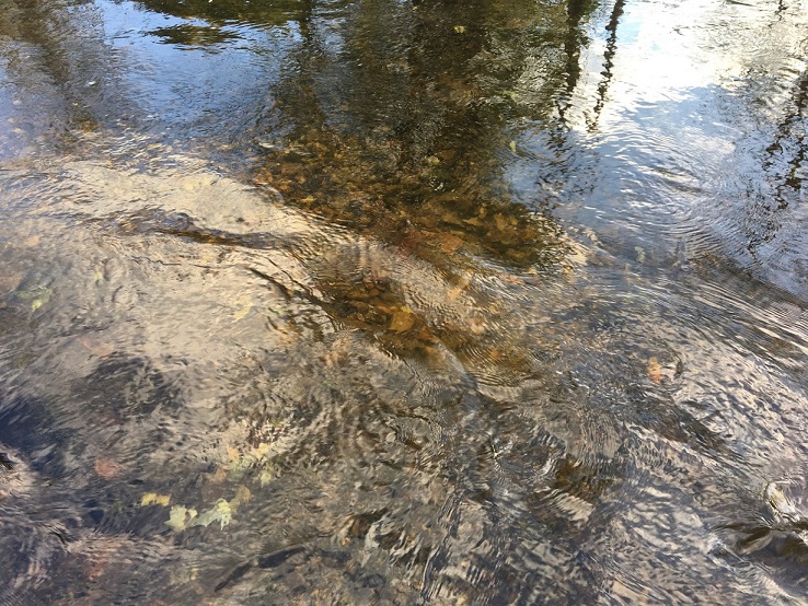trout redd in SBR resized 2.jpg