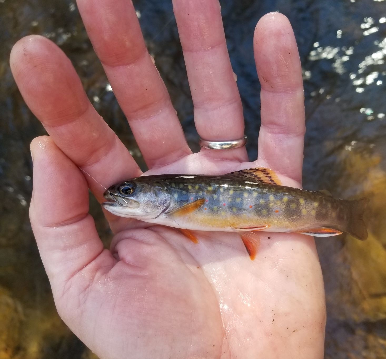 Wild Trout 1a.jpg