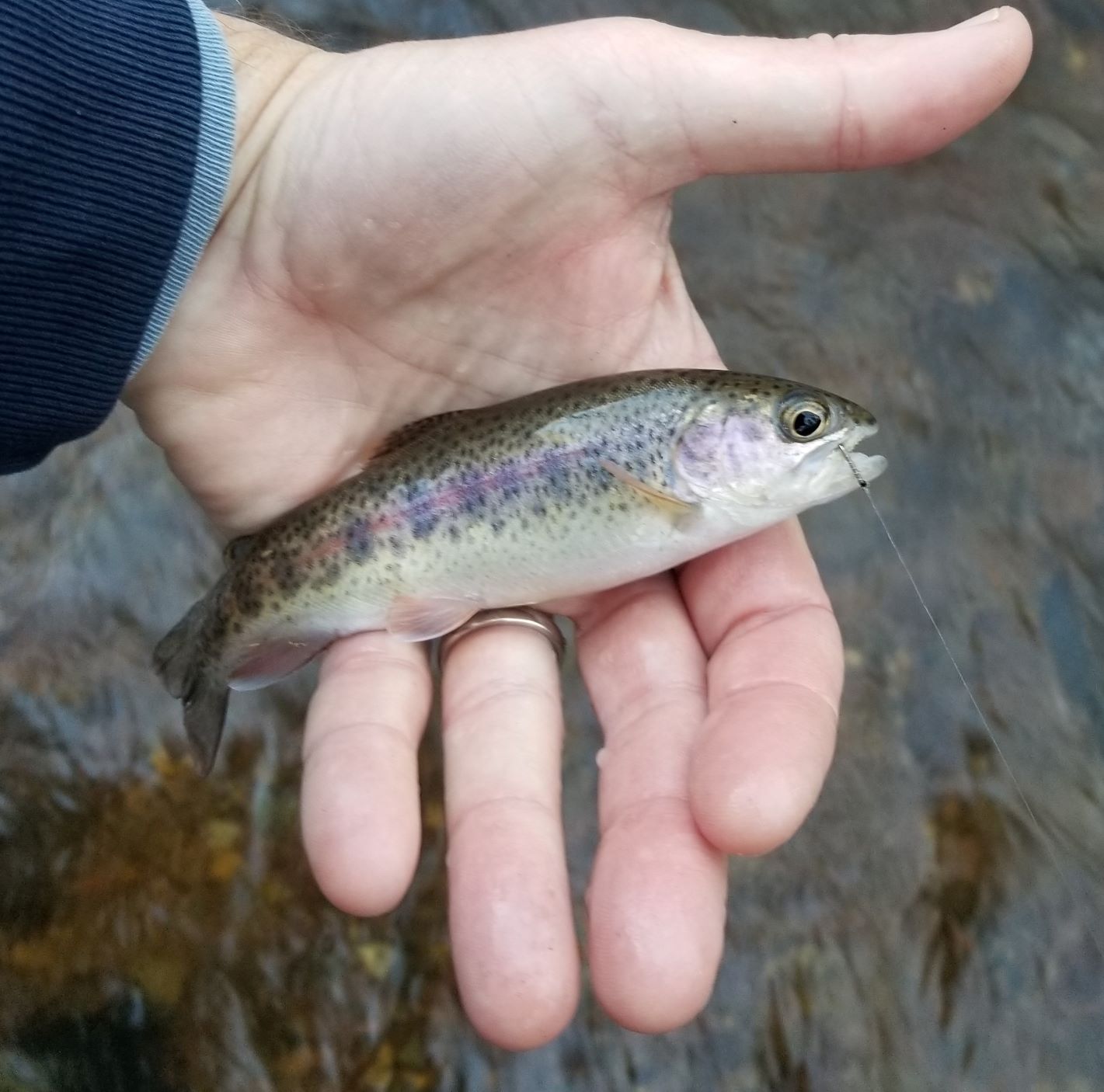 Wild Trout 2a.jpg