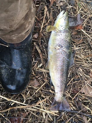 Dying brown trout w_osprey talon wounds.jpg