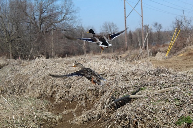 Lopat mallards in flight.jpg