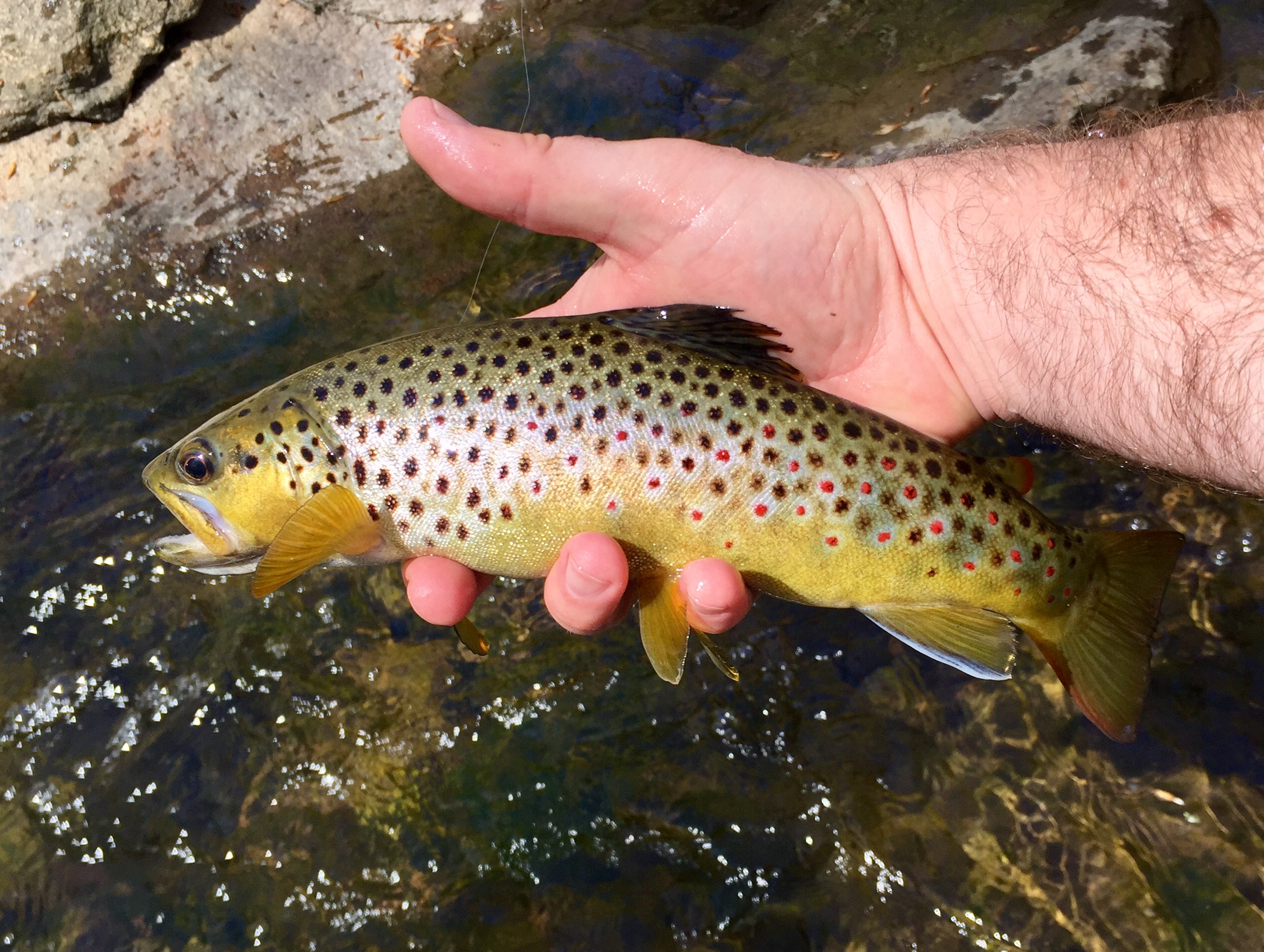 Nice brown