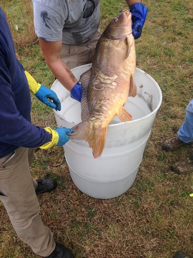 Mirror carp during fish capture resized.jpg