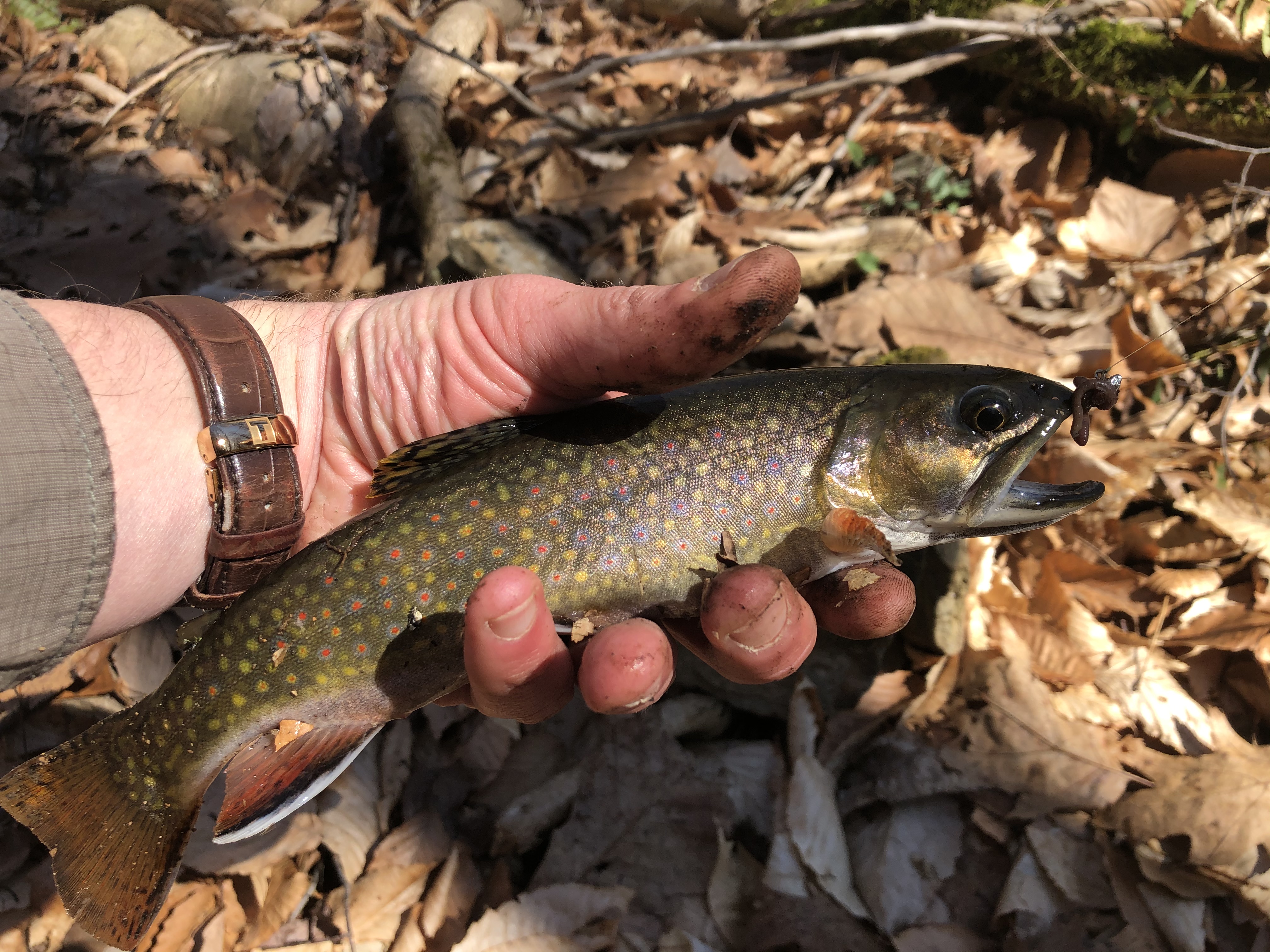 Brook trout.jpeg