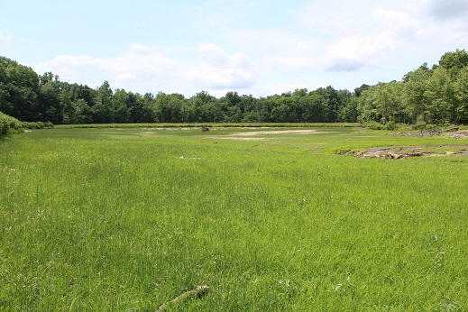 Lake bed greened up resized.jpg