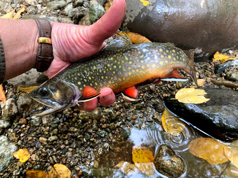 Brookie-rapidan.jpg