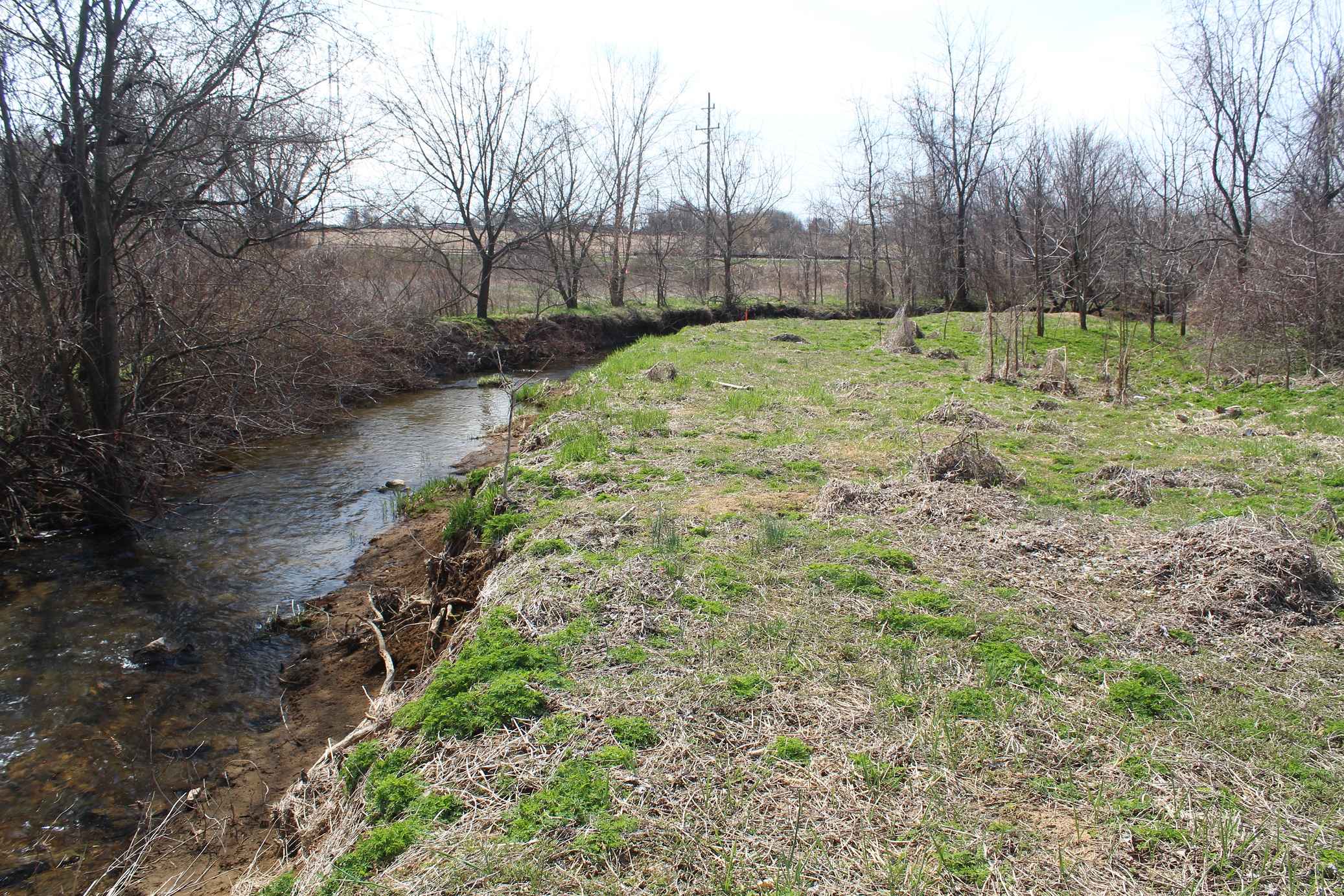 Pre Restoration site 6 bank.JPG