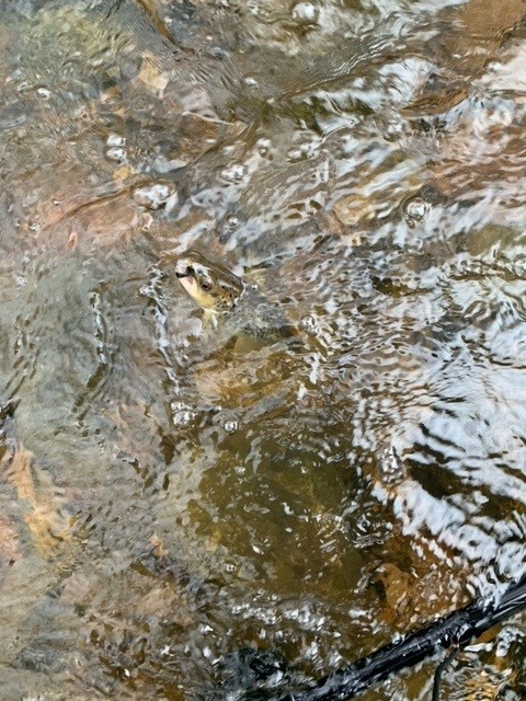 Opening Day 4-9 (2).jpg