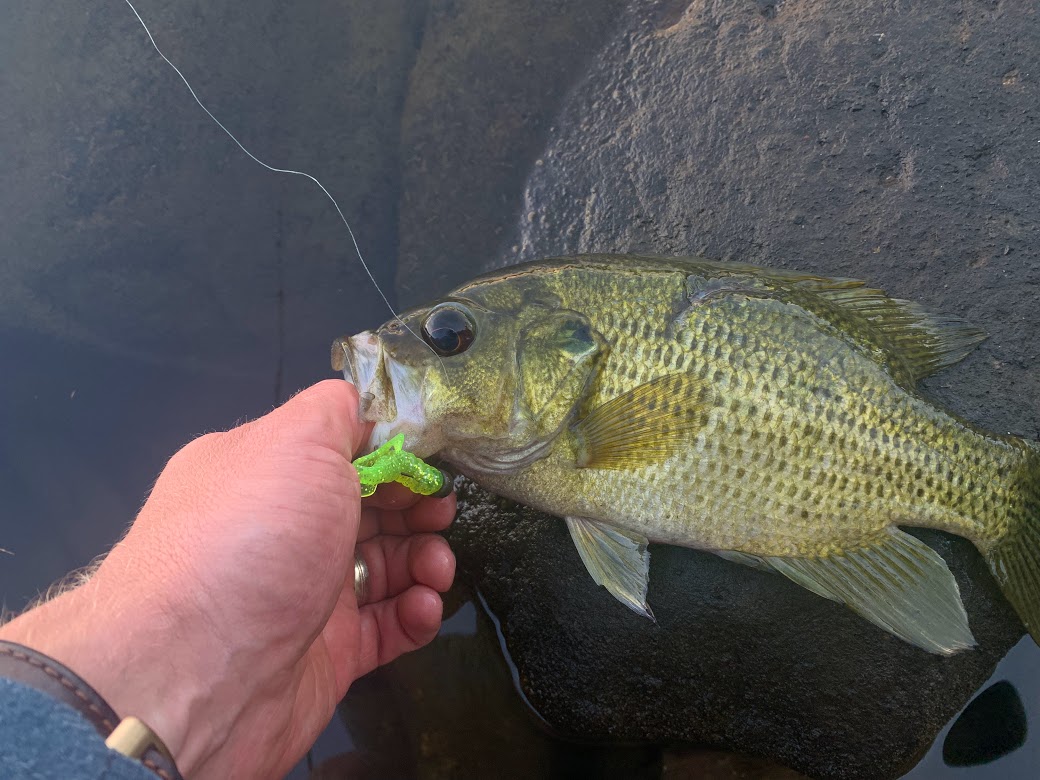 rock bass.jpg