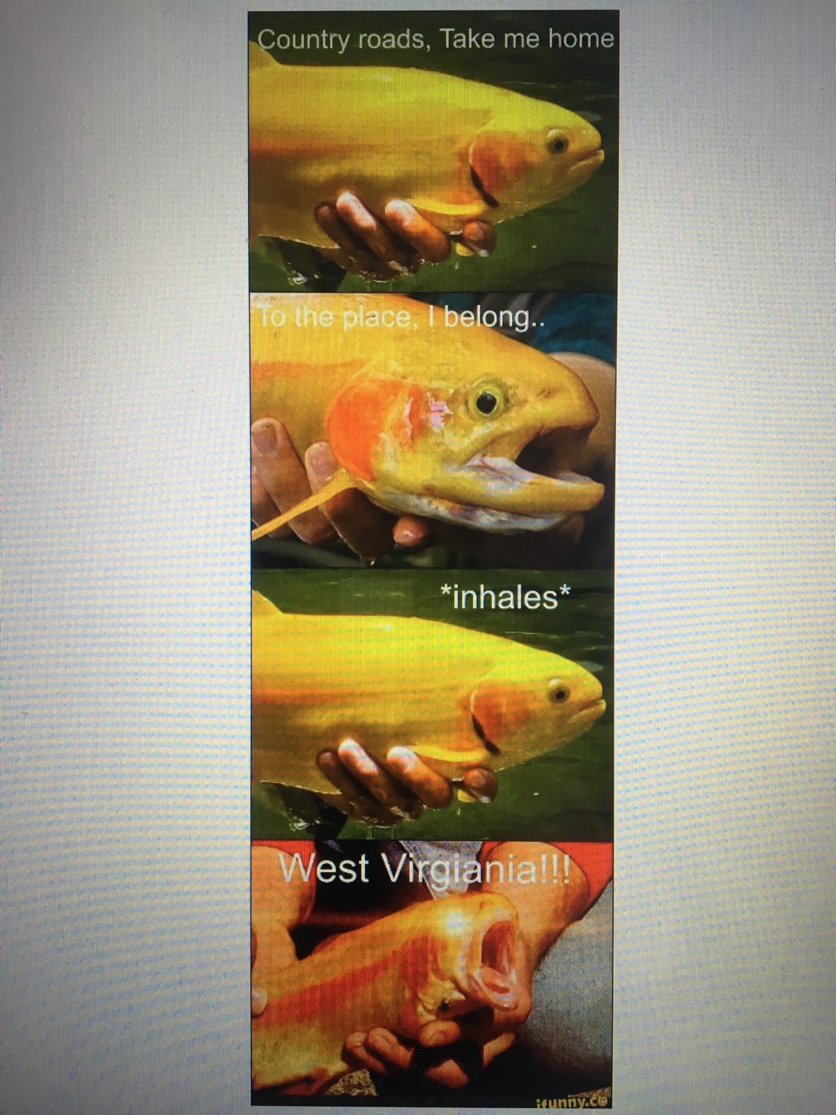 West Virginia trout.jpg