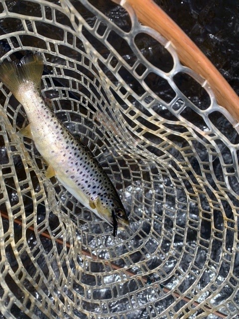 Wild Brown 3-5-23.jpg