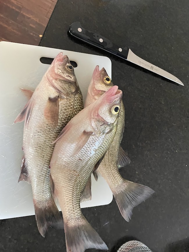 white perch 2023.jpg